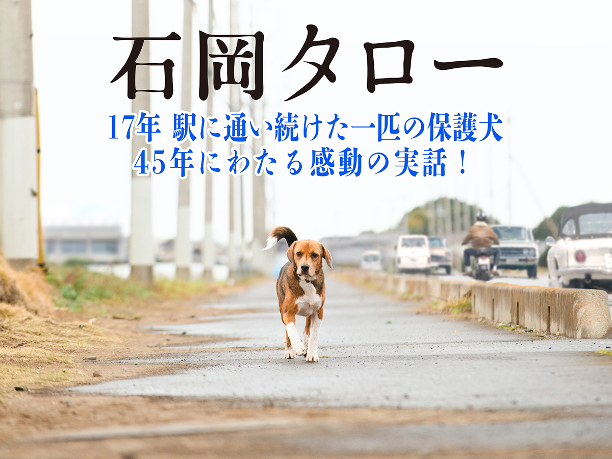 公開同時視聴会