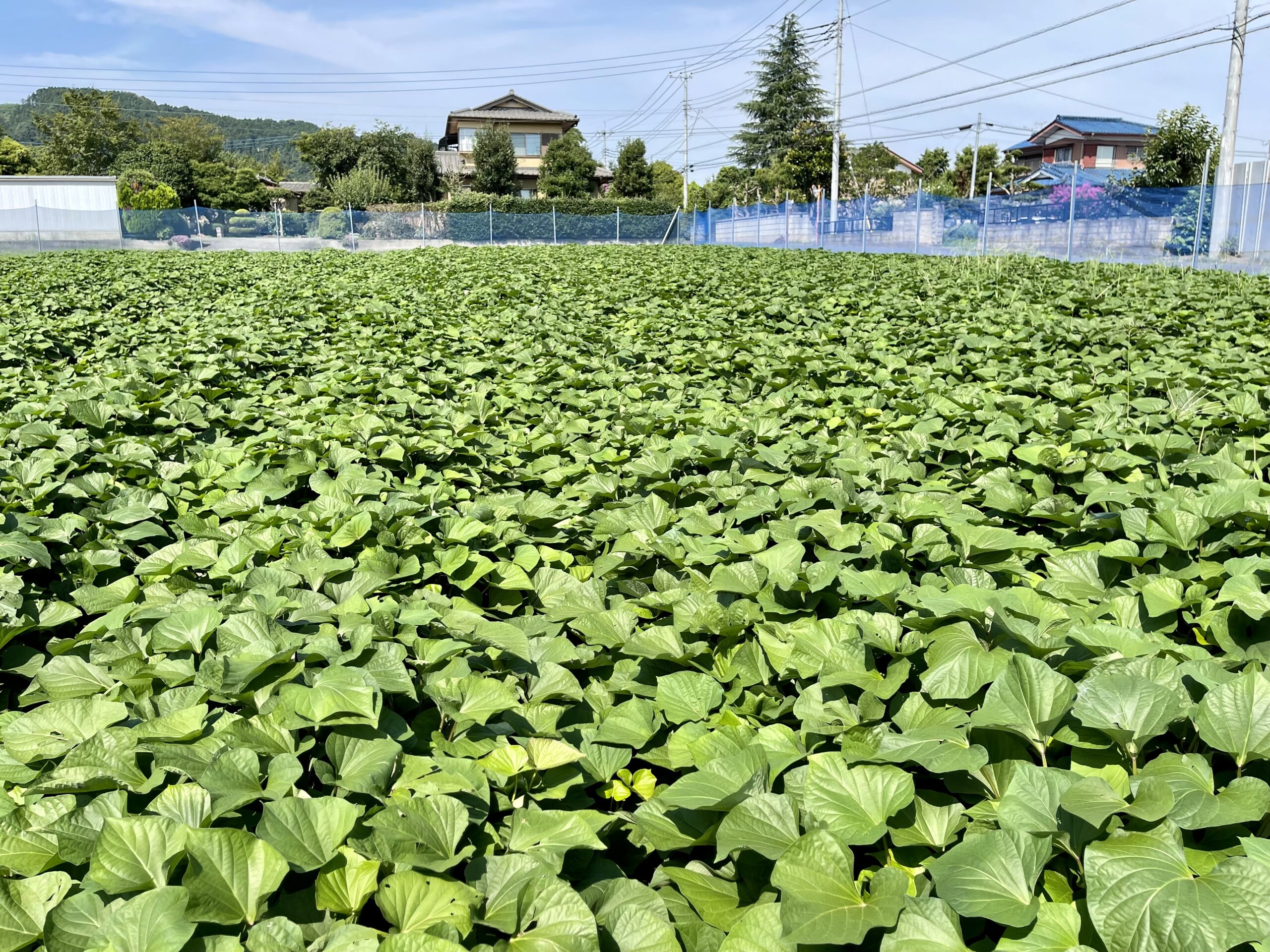 別れの言葉